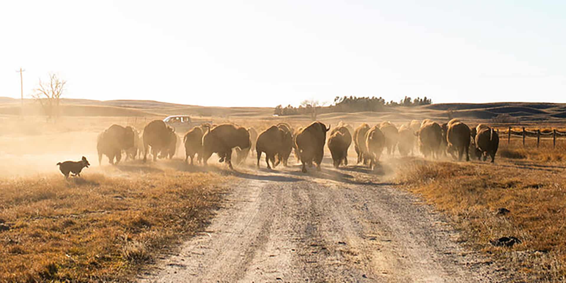 Bison on the Wolak̇ota Regenerative Buffalo Range.