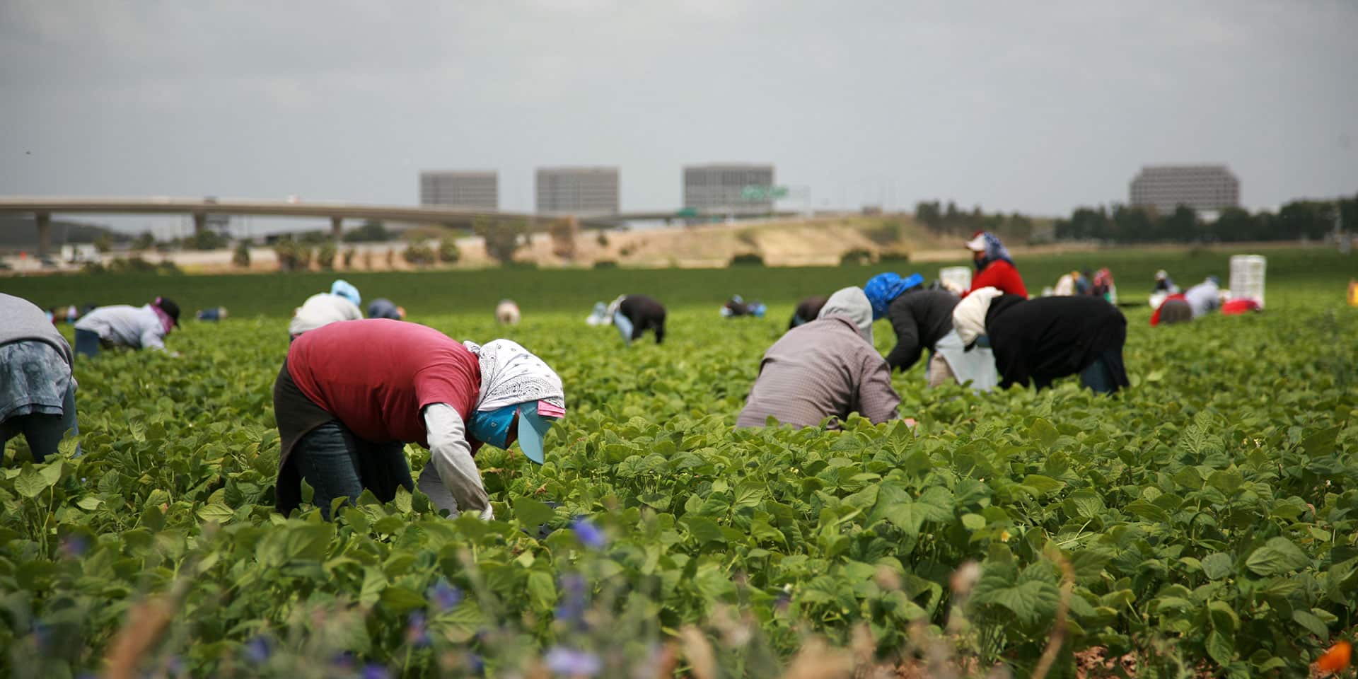 workers in the field