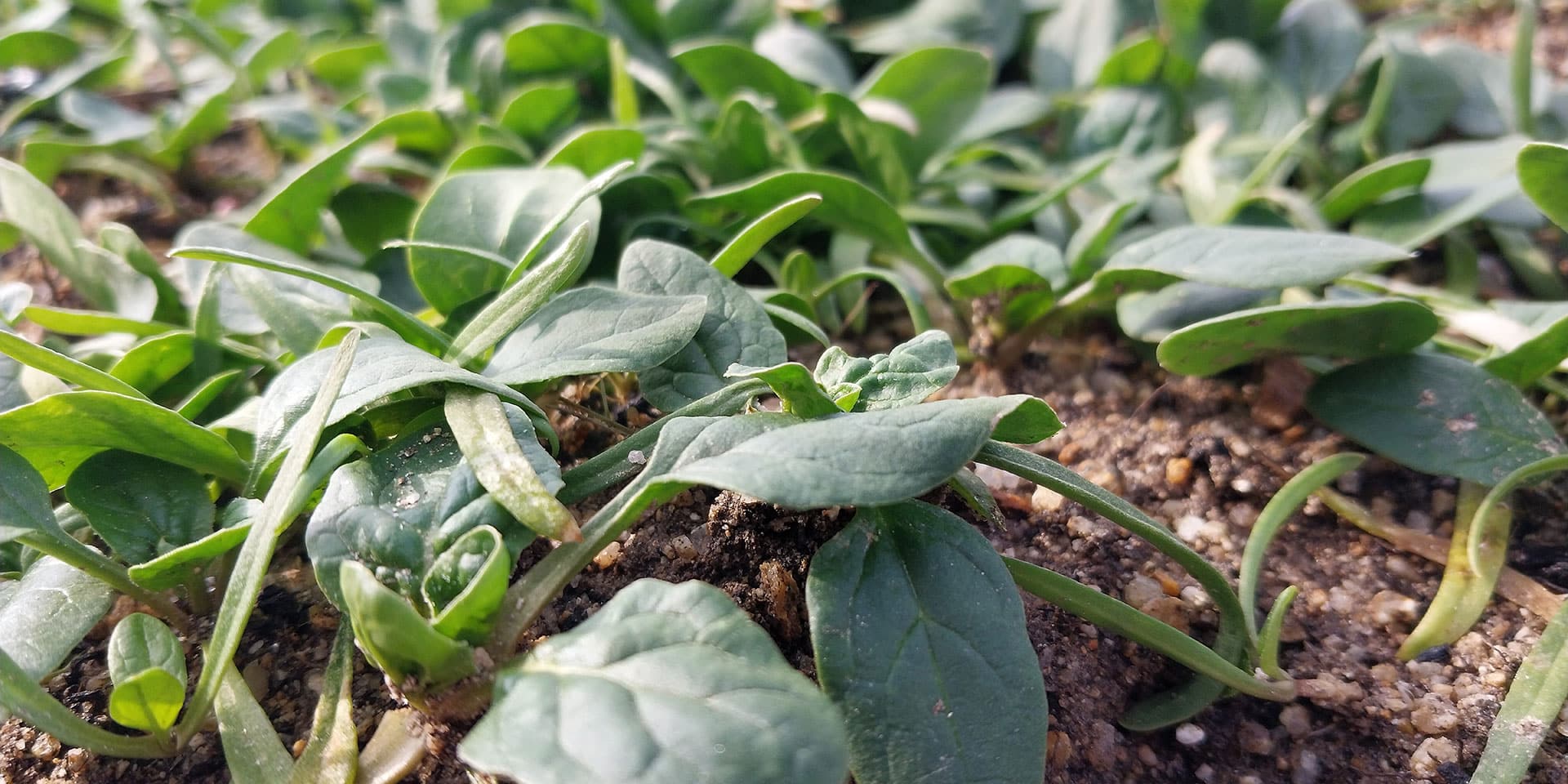 slightly wilted spinach in garden