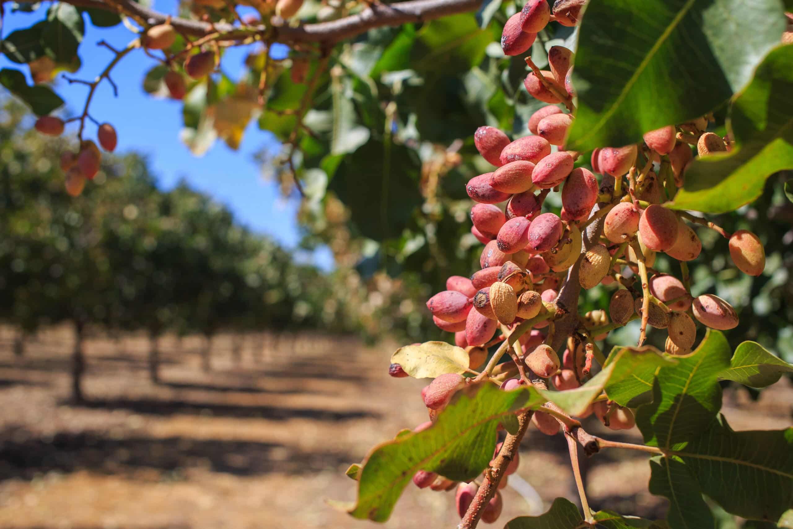 pistachos on a tree