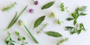 assortment of edible landscaping plants