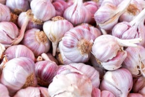 cloves of purple garlic