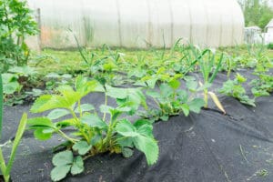 strawberry seedlings in the garden with plastic row cover