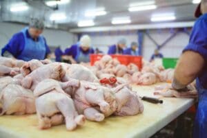 chicken workers processing chickens