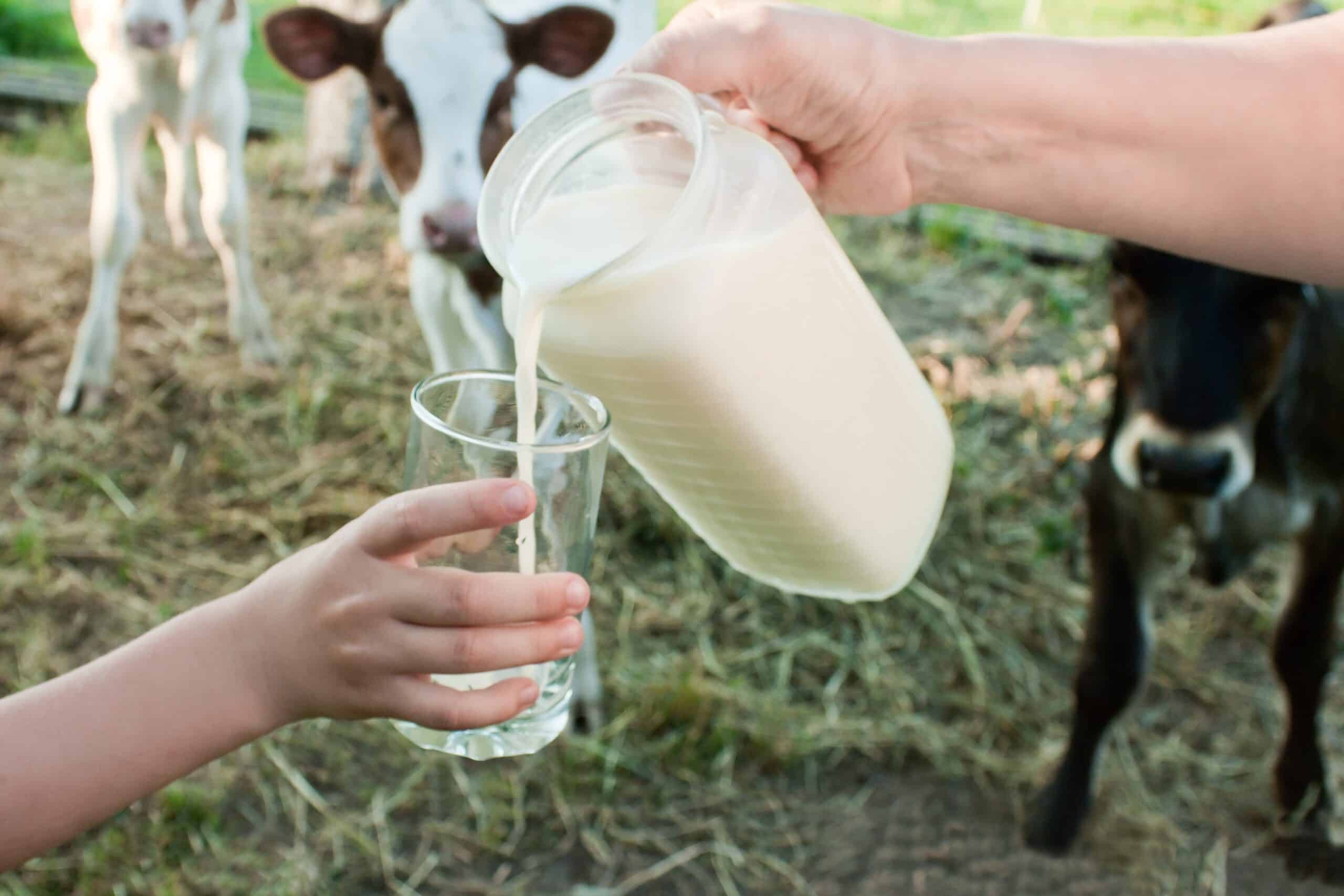milk cows on a farm with fresh milk