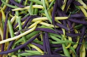 fresh yellow, green and purple string beans in summer