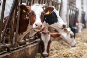 cows on a feedlot