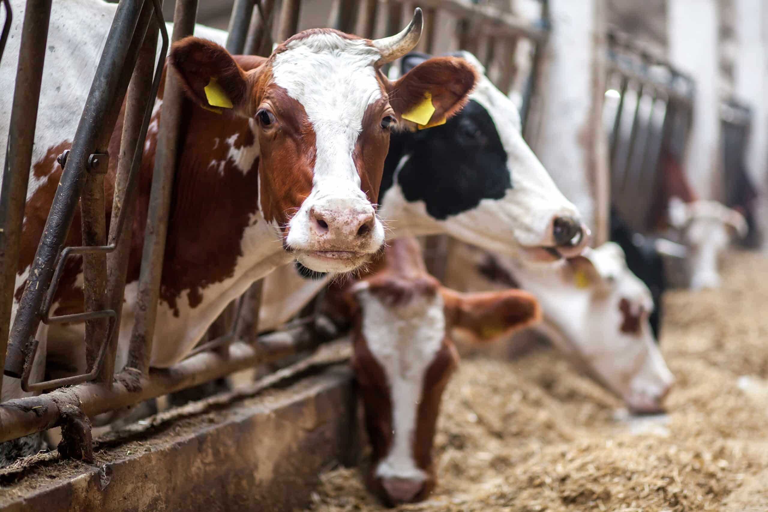 cows on a feedlot
