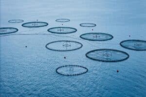 Advanced fish farm aquaculture