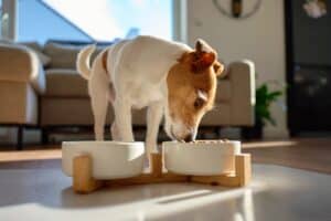 Jack Russell terrier eating a bowl of kibble