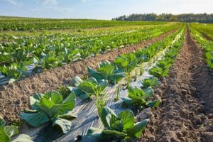 Picture of an organic farm field with patches covered with plastic mulch.