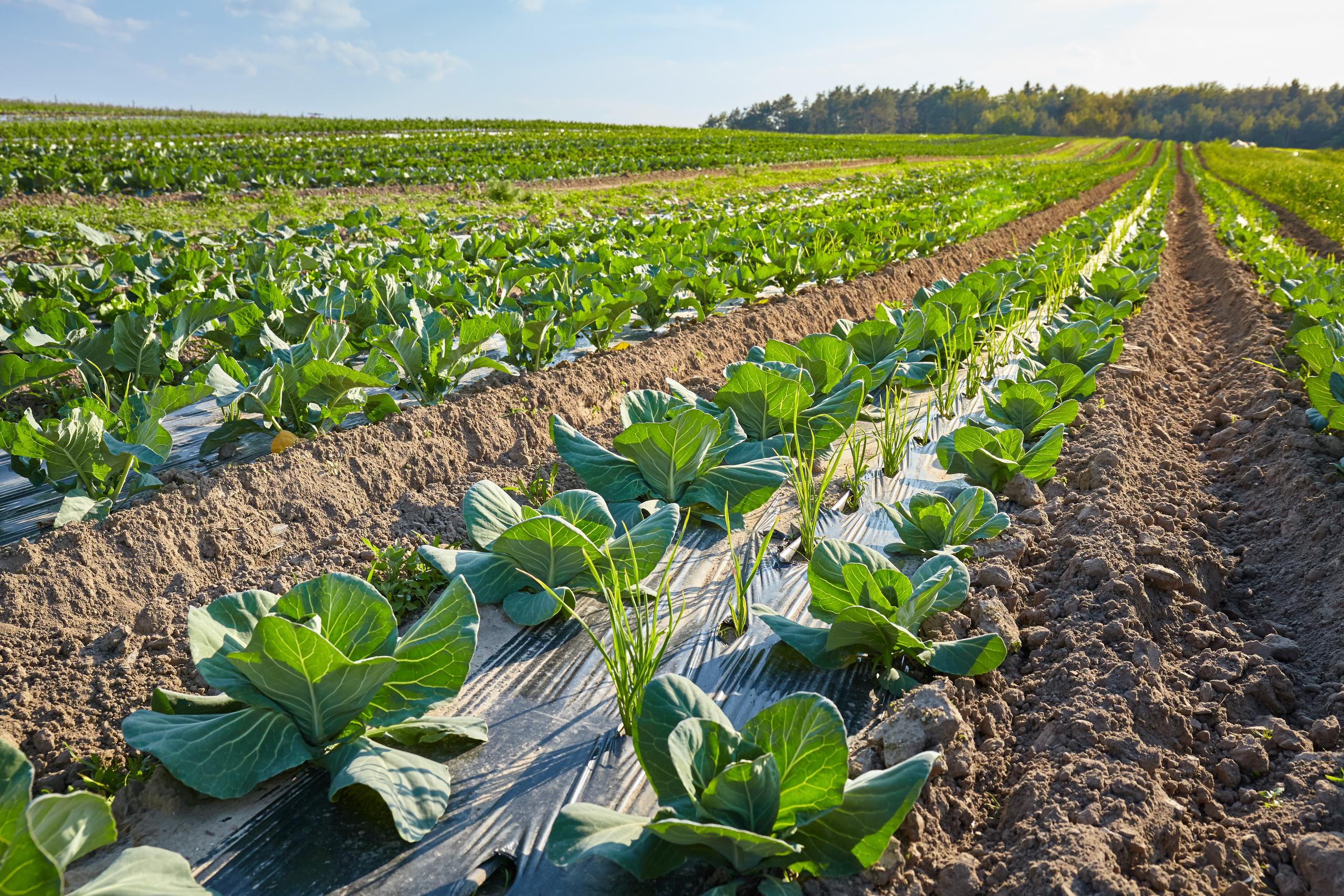 Picture of an organic farm field with patches covered with plastic mulch.