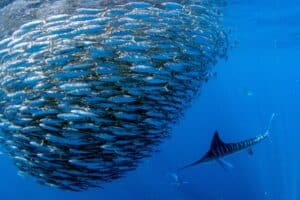 a marlin preying on school of sardine