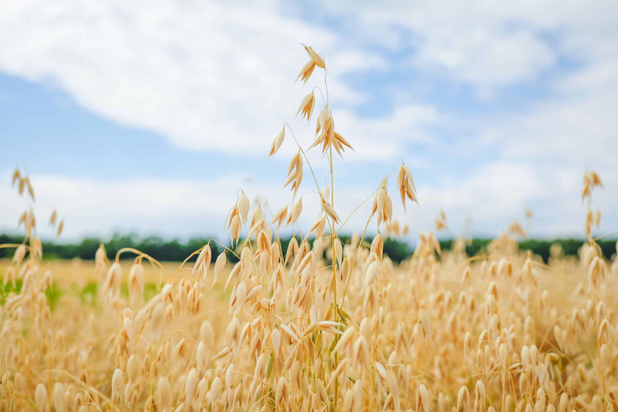ripe ears of oats