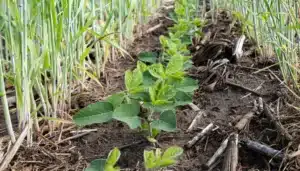 intercropping of plants for regenerative agriculture