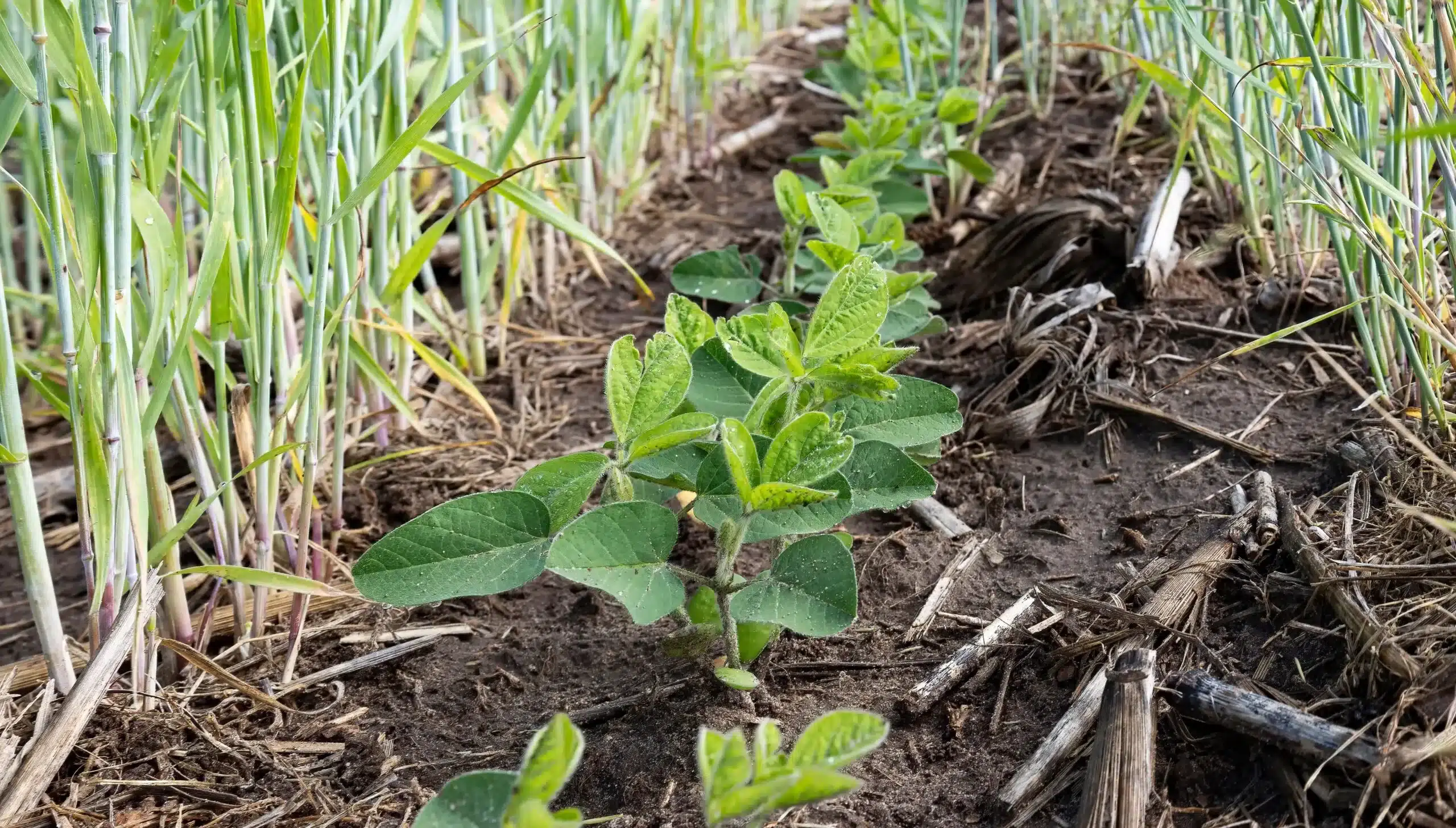 intercropping of plants for regenerative agriculture