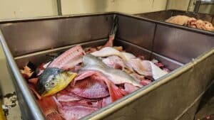 discarded fish that will be used as part of 100% Fish