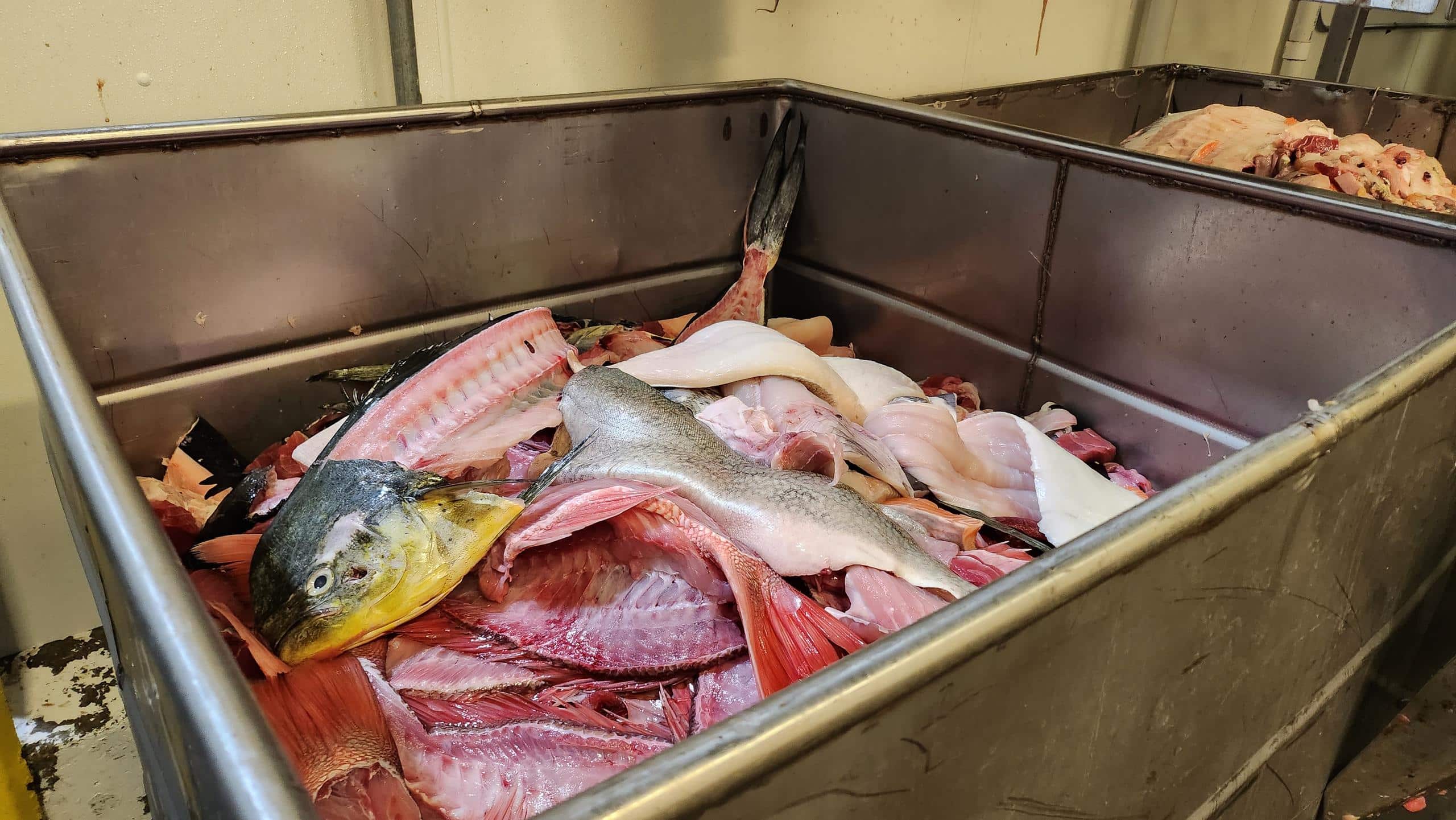 discarded fish that will be used as part of 100% Fish