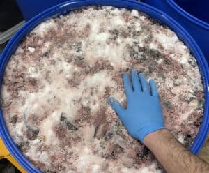 eels in a barrel