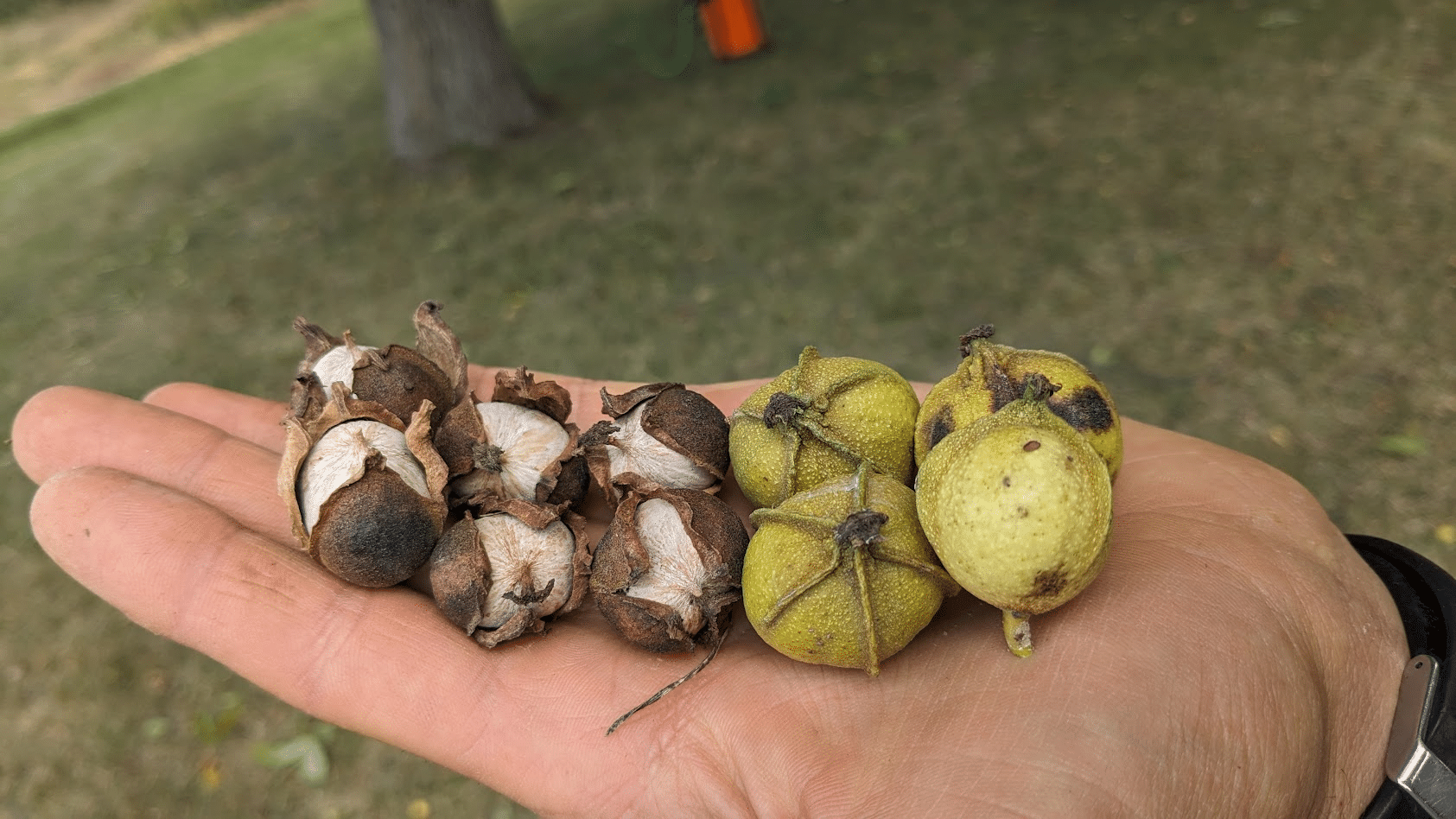 hickory nuts